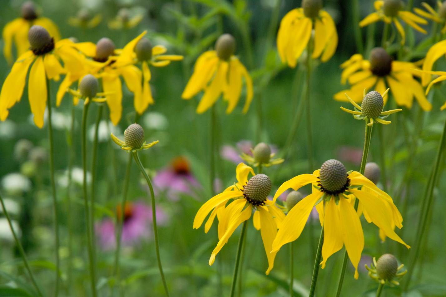 Gray-Headed Prairie Coneflower